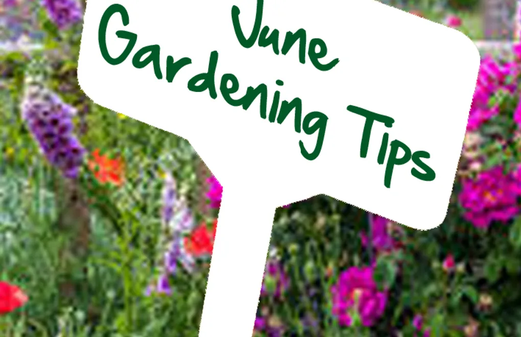 June gardening tips by Reg Moule